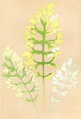 Sea-Ragword - Cineraria maritima - крестовник морской (приморский)